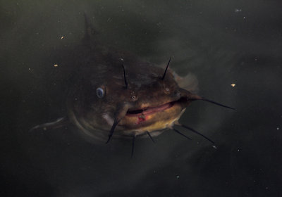 Catfish 