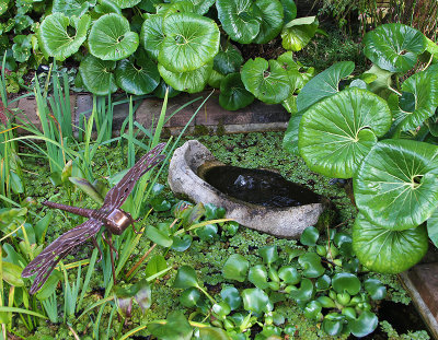 Pond at PineLee