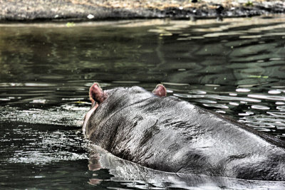 Hippo's Water Hole
