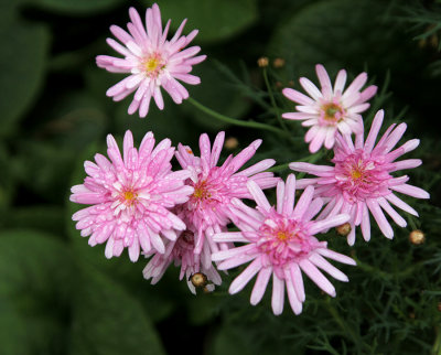 Pretty Pink Petals