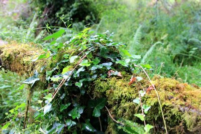 Ivy and moss