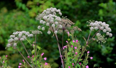 Beautiful weeds