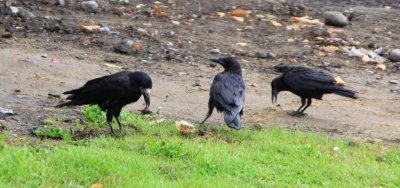 Crows