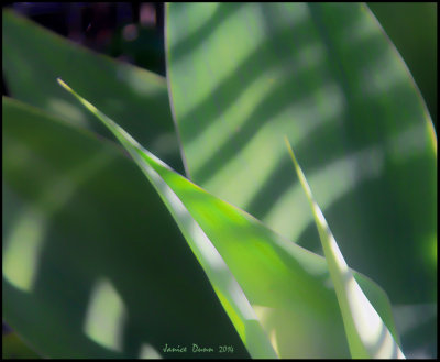 Agave Shadows