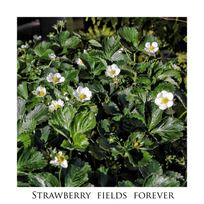 Strawberry Fields Forever - Song by The Beatles - 1967