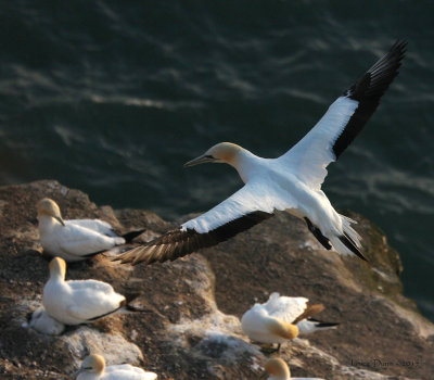 Special Gannets