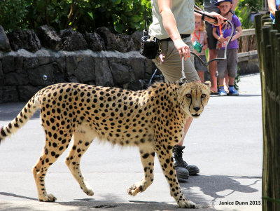 Special - Cheetahs walking 