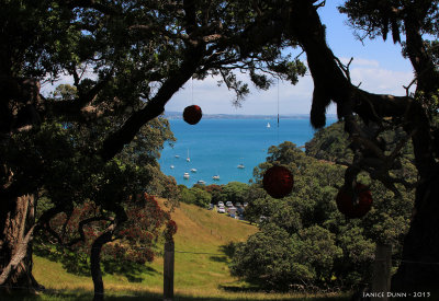 Special  Waiheke Islands only certified organic vineyard