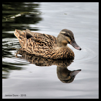 Mrs Mallard