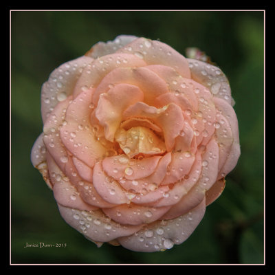 Wet Rose