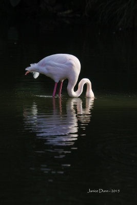 A Flamingo with Half a Head