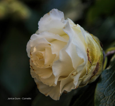 Camellias grow Freely each Year