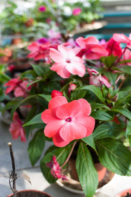 20140506-IMGP0578.jpg