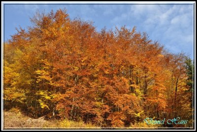 Automne 2015 chez moi 5.jpg