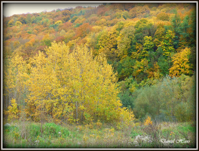 Automne 2015 chez moi 26.JPG