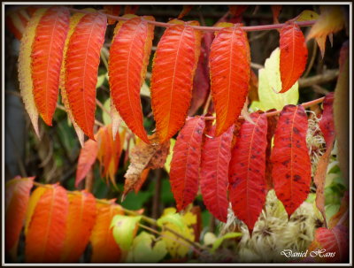 Automne 2015 chez moi 28.JPG