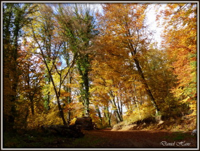 Automne 2015 chez moi 31.JPG