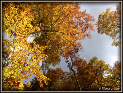 Automne 2015 chez moi 34.JPG