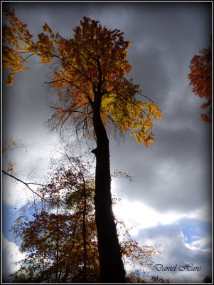 Automne 2015 chez moi 35.JPG