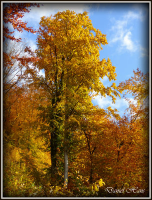 Automne 2015 chez moi 38.JPG