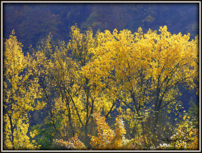 Automne 2015 chez moi 40.JPG