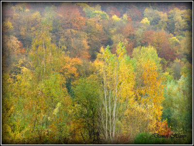 Automne 2015 chez moi 43.JPG