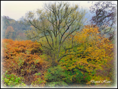 Automne 2015 chez moi 57.JPG