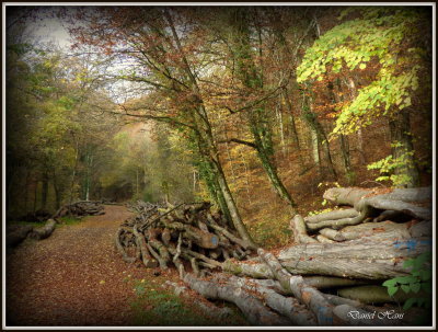 Automne 2015 chez moi 60.JPG