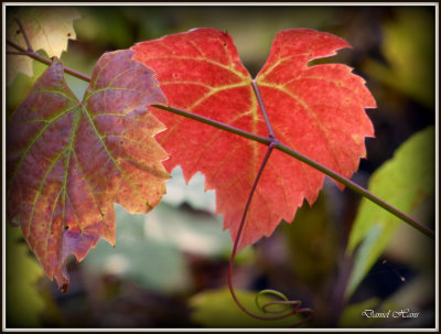 Automne 2015 chez moi 61.JPG