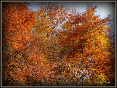 Automne 2015 chez moi 62.JPG