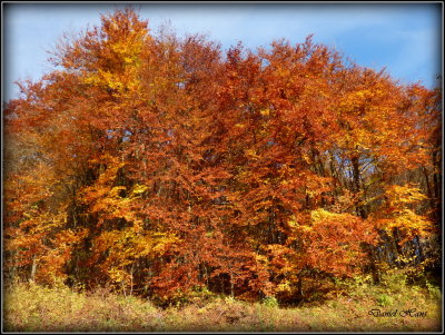 Automne 2015 chez moi 63.JPG