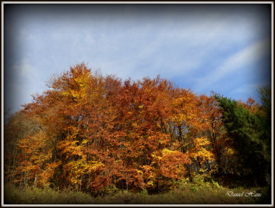 Automne 2015 chez moi 64.JPG