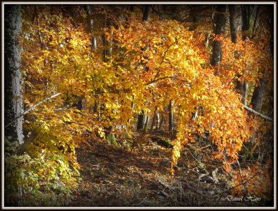 Automne 2015 chez moi 65.JPG