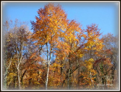 Automne 2015 chez moi 66.JPG