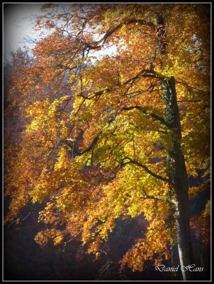 Automne 2015 chez moi 68.JPG