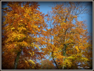 Automne 2015 chez moi 72.JPG