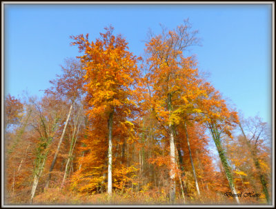 Automne 2015 chez moi 74.JPG