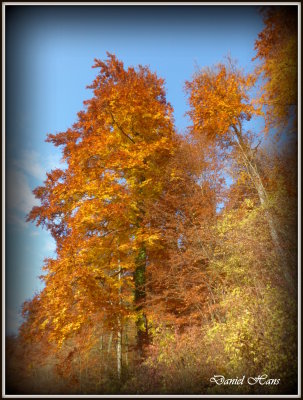 Automne 2015 chez moi 75.JPG