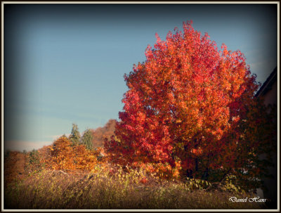 Automne 2015 chez moi 85.JPG