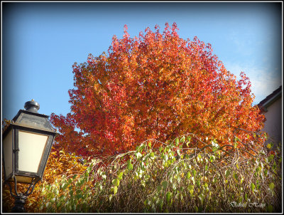 Automne 2015 chez moi 86.JPG