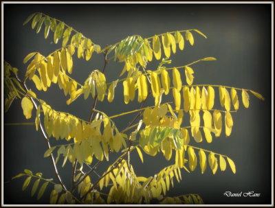 Automne 2015 chez moi 92.JPG