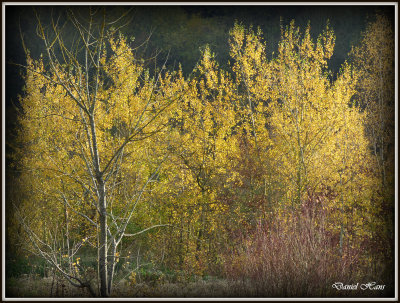 Automne 2015 chez moi 93.JPG