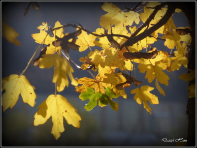 Automne 2015 chez moi 96.JPG