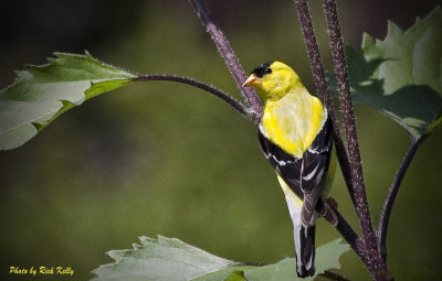 Goldfinch