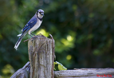 Bluejay