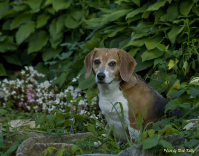 Freddy the Beagle