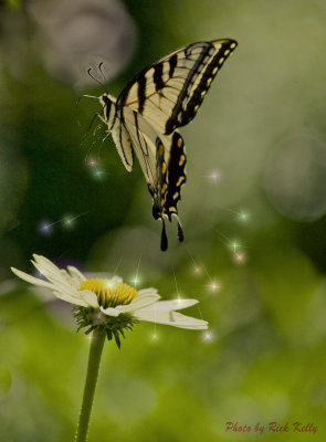 Yellow Swallowtail