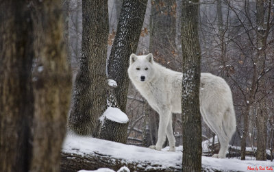 Spirit of the Winter
