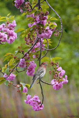 Red  Finch visits Cherry Blossom