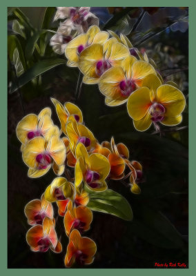 Yellow Orchids